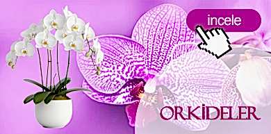 Bursa Çiçek Merkezi