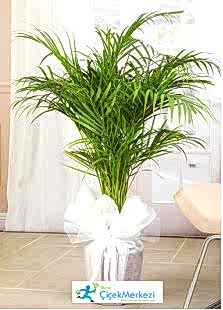 ARECA bursa çiçek