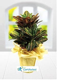 KRATON bursa çiçek