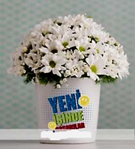 YENİ İŞİNDE BAŞARILAR PAPATYA