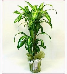 MESSANGENA bursa çiçek