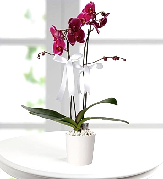 ASALETLİ 2 DAL MOR ORKİDE
