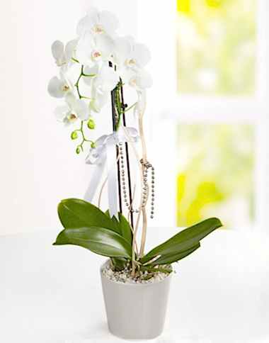 TEK DAL BEYAZ ORKİDE bursa çiçek