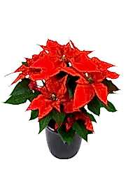 ATATÜRK ÇİÇEĞİ