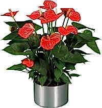 ANTORYUM bursa çiçek