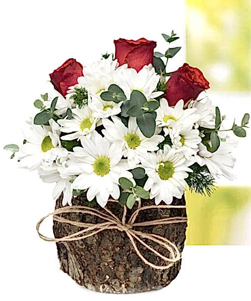 KÜTÜKTE PAPATYA GÜL BURSA ÇİÇEK