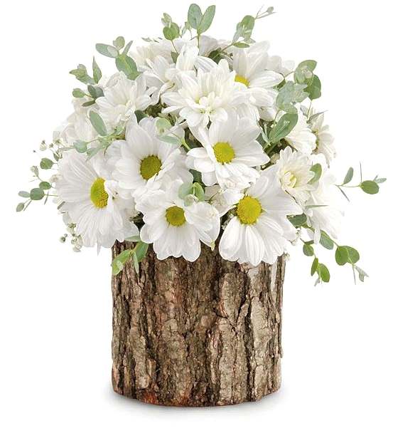 Doğal Kütükte Papatyalar