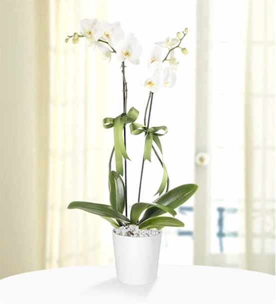 Zerafetin Simgesi 2 Dal Beyaz Orkide