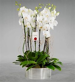 8 KÖK BEYAZ ORKİDE