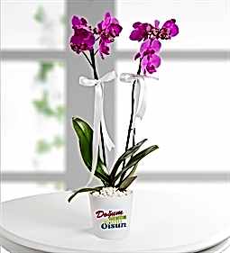 ÇİFT KÖK MOR ORKİDE