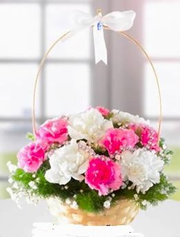 PEMBE BEYAZ KARANFİL