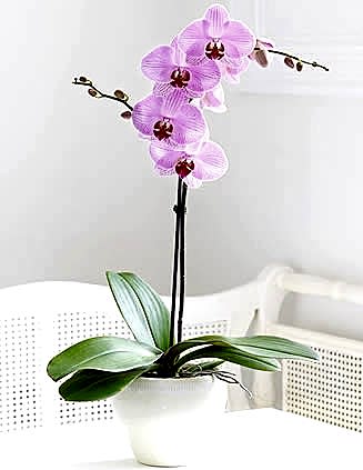 PEMBE ORKİDE bursa çiçek