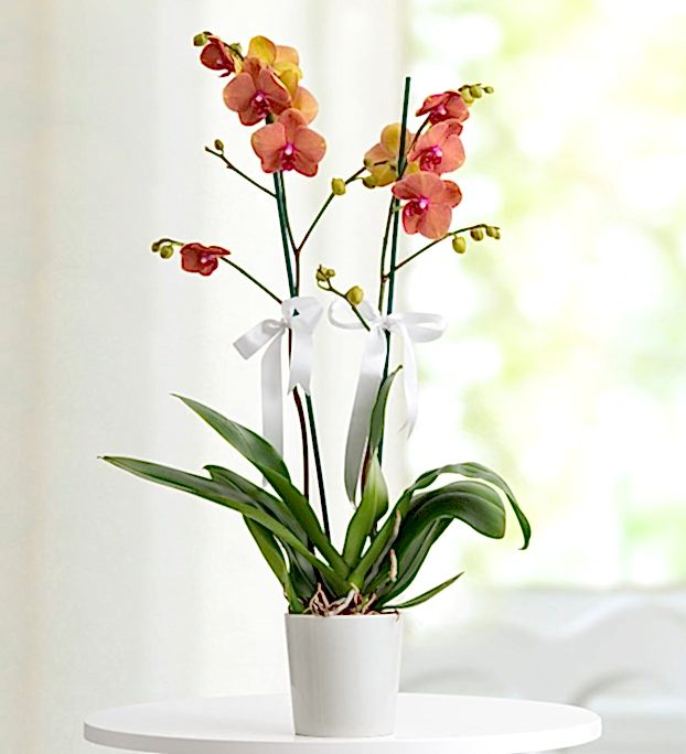 YAZ ATEŞİ  ORKİDE (SİPARİŞ  VERMEDEN  ÖNCE  ARAYINIZ )